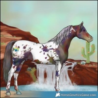 Horse Color:Nacre Liver Chestnut Tobiano Appaloosa 
