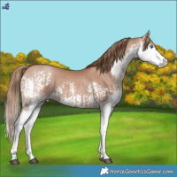 Horse Color:Black Pearl Splash  and Black Pearl Splash 