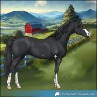 Horse Color:Black 