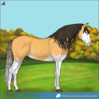 Horse Color:Buckskin Dun Splash 