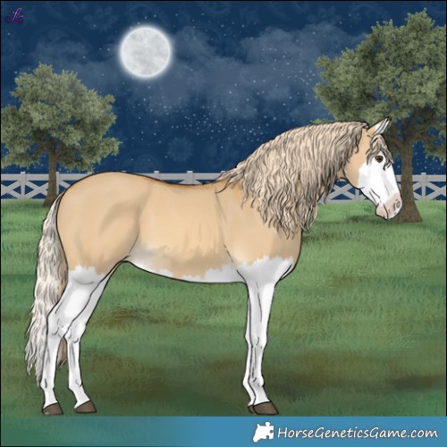 Horse Color:Palomino Dun Splash 