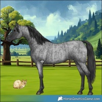 Horse Color:Blue Roan  and Blue Roan 