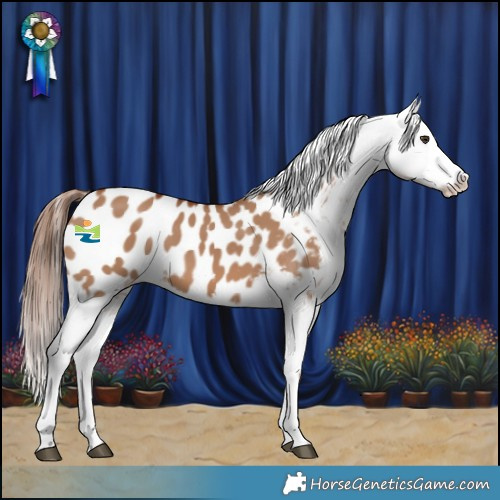 Horse Color:Red Dun Tobiano Appaloosa 