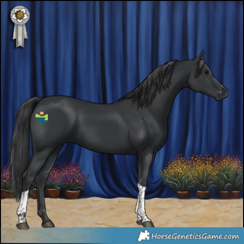 Horse Color:Black Tobiano 