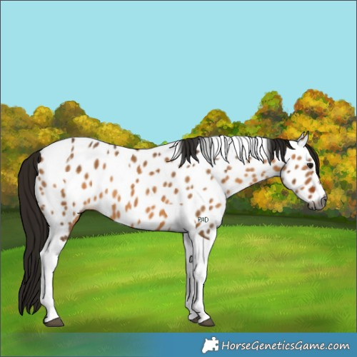 Horse Color:Gray Bay Dun Tobiano Appaloosa 