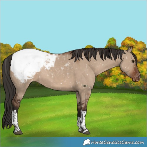 Horse Color:Liver Red Dun Tobiano Appaloosa 