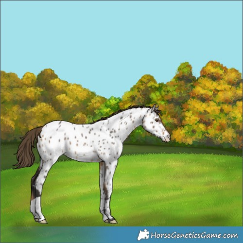 Horse Color:Buckskin Roan Appaloosa 