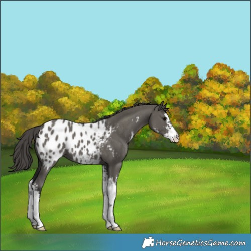 Horse Color:Grullo Sabino Appaloosa 