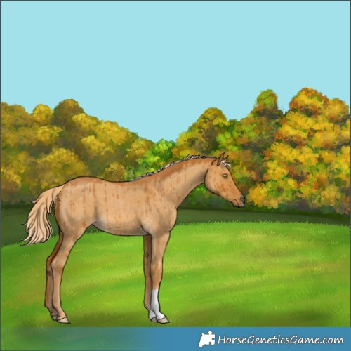 Horse Color:Palomino Roan Dun Brindle 