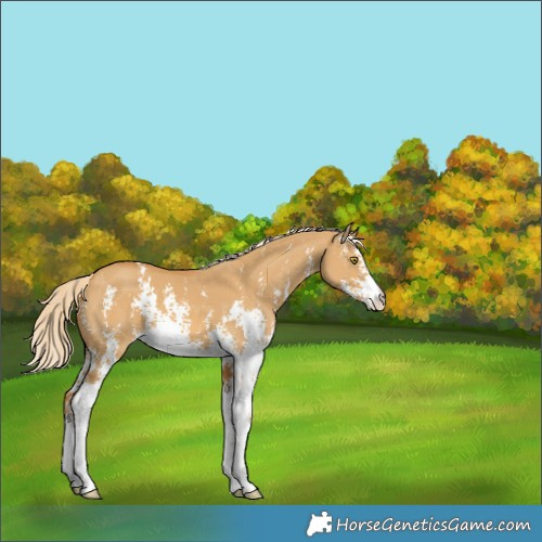 Horse Color:Palomino Dun Sabino 