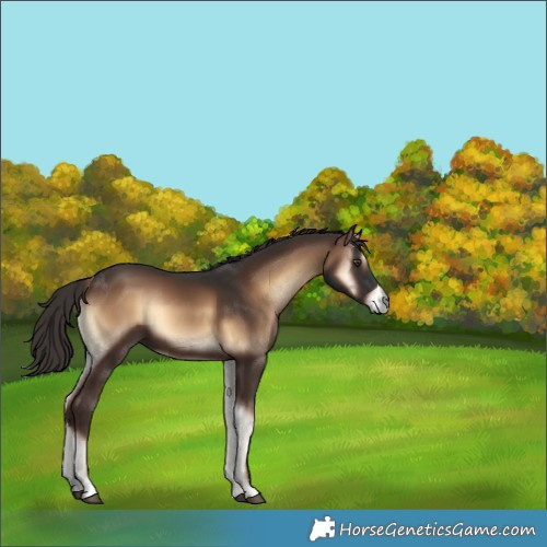 Horse Color:Liver Red Onyx 