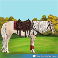 Horse Color:Palomino Pearl Rabicano 