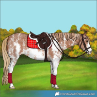 Horse Color:Chestnut Sabino Appaloosa 