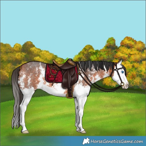 Horse Color:Bay Sabino Splash