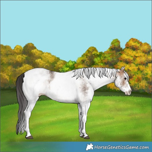 Horse Color:White Spotted Bay Dun 