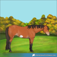 Horse Color:Bay Frame 