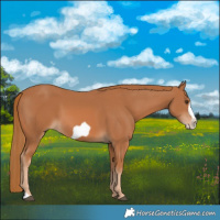 Horse Color:Chestnut Frame 