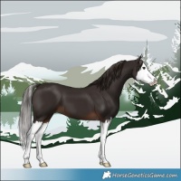Horse Color:Liver Chestnut Splash 