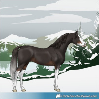 Horse Color:Liver Chestnut Splash 