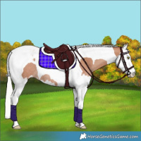 Horse Color:Silver Classic Champagne Splash Tobiano Rabicano 