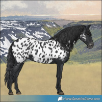 Horse Color:Black Near Leopard 