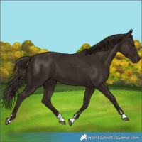 Horse Color:Liver Chestnut 