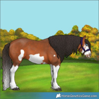 Horse Color:Bay Splash Frame 