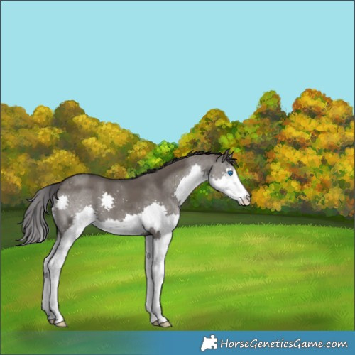 Horse Color:Smoky Grullo Splash 