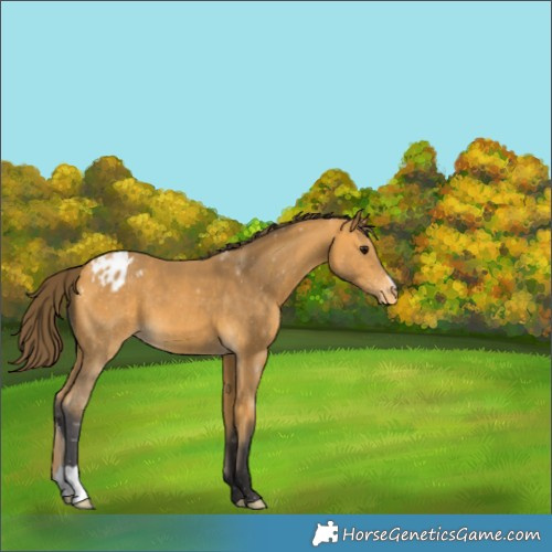 Horse Color:Buckskin Appaloosa 