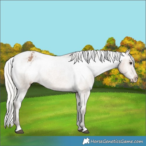 Horse Color:Silver Brown Dun Appaloosa 