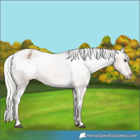 Horse Color:Silver Brown Dun Varnish 