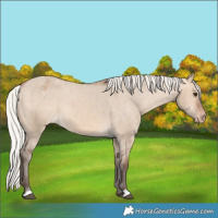 Horse Color:Silver Brown Dun Appaloosa