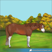 Horse Color:Chestnut Splash Frame 
