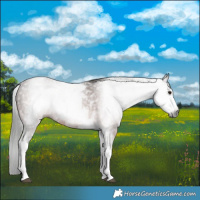 Horse Color:Gray White Spotted Bay 