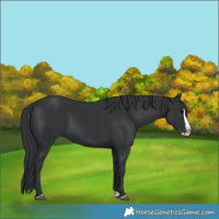 Horse Color:Black Splash 