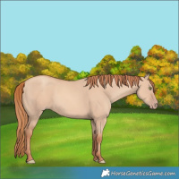 Horse Color:Gold Champagne Dun 