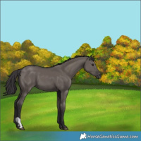 Horse Color:Smoky Grullo 