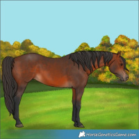 Horse Color:Brown Rabicano  and Bay Rabicano 