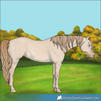 Horse Color:Perlino Dun 
