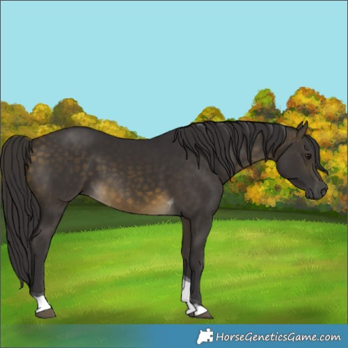 Horse Color:Buckskin Tobiano 