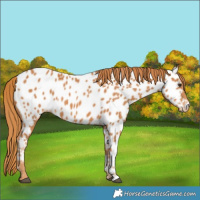 Horse Color:Chestnut Appaloosa