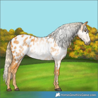 Horse Color:Gray Palomino Appaloosa 