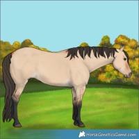 Horse Color:Bay Dun