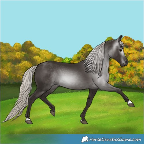 Horse Color:Gray Silver Black 