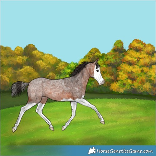 Horse Color:Bay Ice Splash 