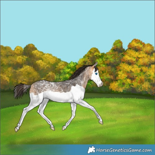 Horse Color:Buckskin Ice Splash 