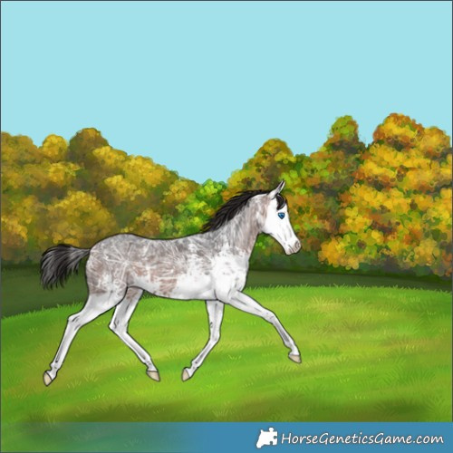 Horse Color:Bay Ice Sabino Splash 