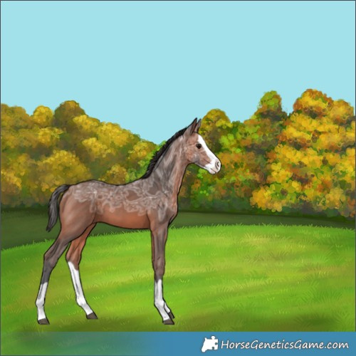 Horse Color:Bay Ice Splash 