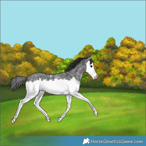 Horse Color:Black Ice Splash 