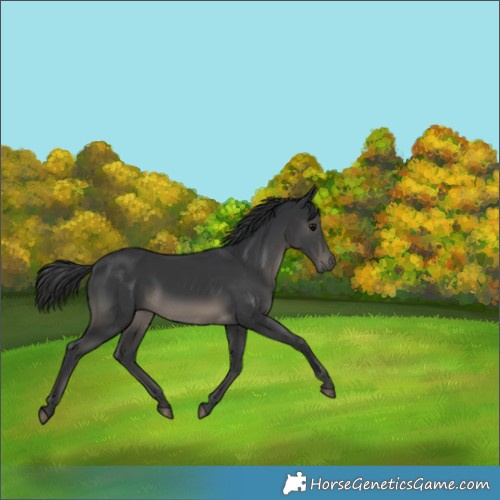 Horse Color:Black 